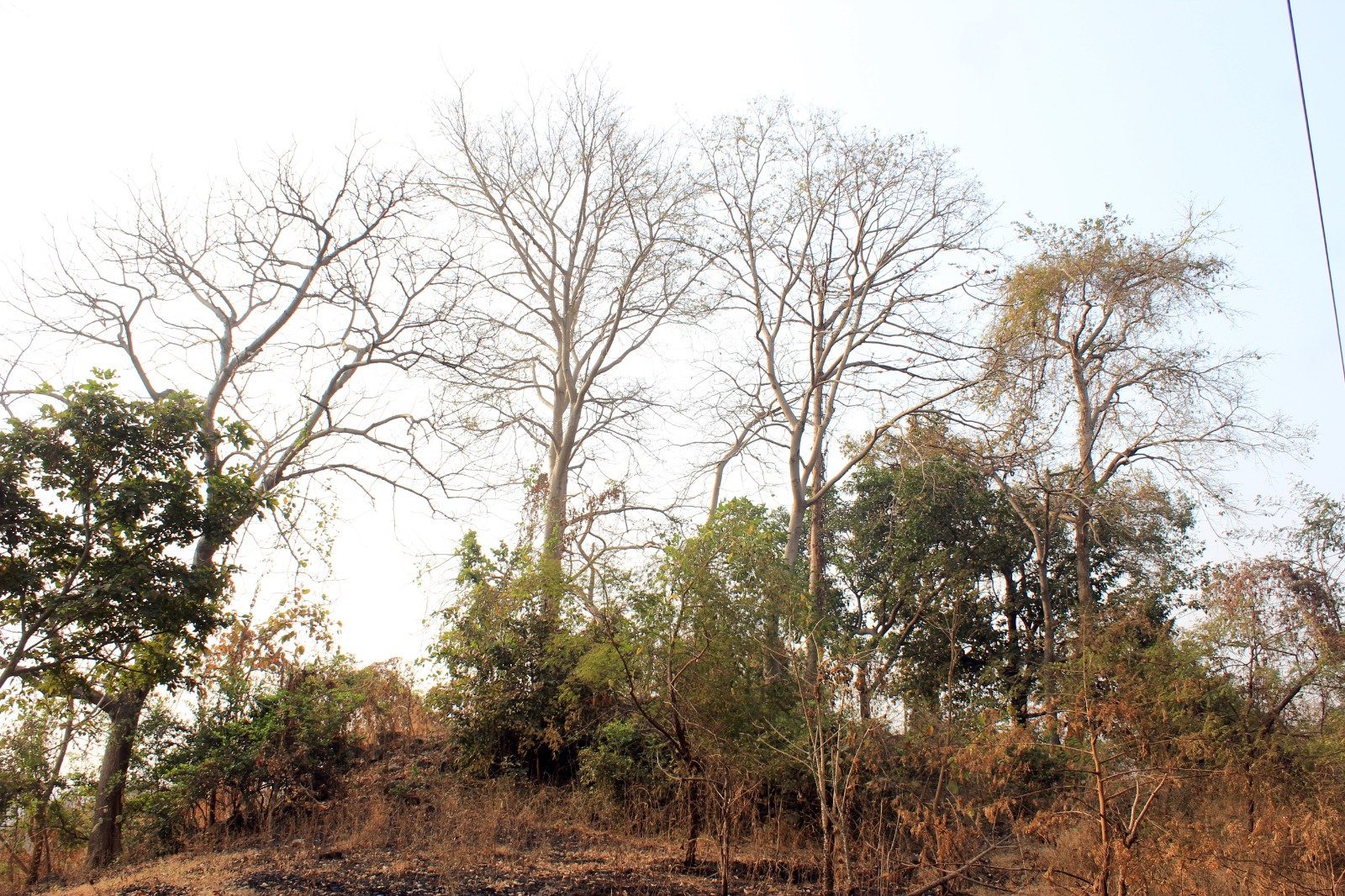 Firang kot